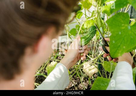 Gros plan de jeunes mains mâles cueillant la récolte de concombres frais dans la serre de jardin ensoleillée. Récolte. Style de vie de Cottagecore. Génération de Millenia Banque D'Images