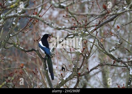 Pica pica, Magpie assis sur une branche en hiver Banque D'Images