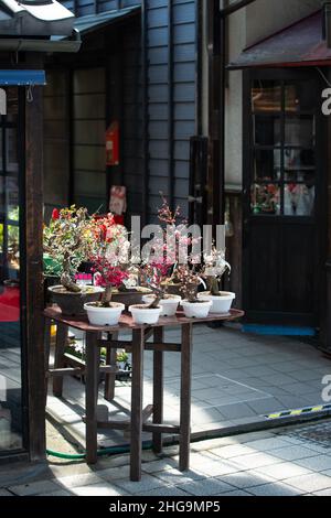 Exposition Bonsai avec fleurs de cerisier sakura et arbres miniatures de prune.Printemps au Japon. Banque D'Images