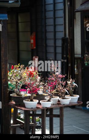 Exposition Bonsai avec fleurs de cerisier sakura et arbres miniatures de prune.Printemps au Japon. Banque D'Images