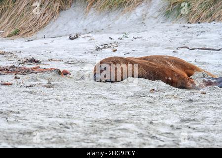 Sealion reposant sur le sable en Nouvelle-Zélande Banque D'Images