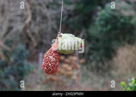 Parakeet à col annulaire, parakeet à anneaux roses (Psittacula krameri), famille des Psittacidae.Sur un filet d'arachides en hiver dans un jardin hollandais délavé.Janvier, Banque D'Images