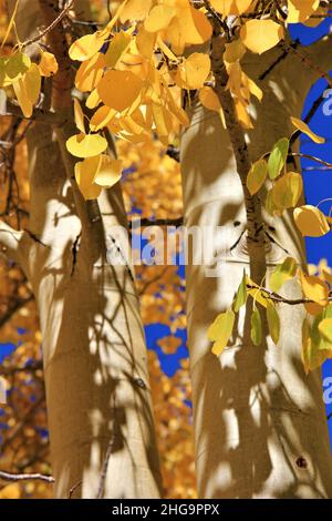 Golden est exposé à la lumière du soleil d'automne sous un ciel bleu Banque D'Images