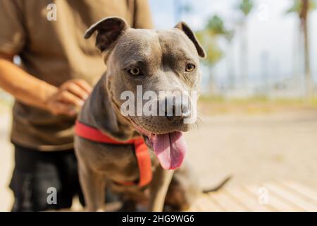 gai american staffordshire assis dans un parc ensoleillé près de la plage Banque D'Images