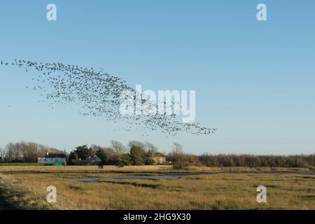 Troupeau de Bernaches craveuses, Branta bernicla, volant dans un troupeau au-dessus de Pagham Harbour, en route pour se nourrir, janvier, hiver, Royaume-Uni. De North Wall Banque D'Images