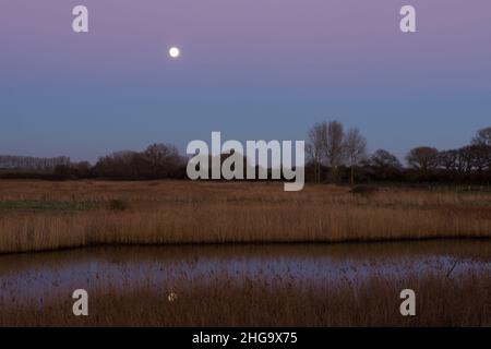 Réserve naturelle de Pagham Harbour, pleine lune se levant au-dessus de Breach Pool, lune réfléchie sur l'eau, lits de roseaux et arbres, vu de North Wall, hiver, Banque D'Images