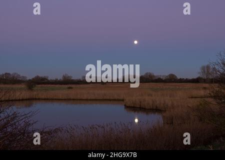 Réserve naturelle de Pagham Harbour, pleine lune se levant au-dessus de Breach Pool, lune réfléchie sur l'eau, lits de roseaux et arbres, vu de North Wall, hiver, Banque D'Images