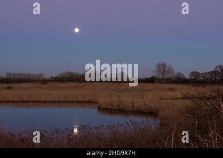 Réserve naturelle de Pagham Harbour, pleine lune se levant au-dessus de Breach Pool, lune réfléchie sur l'eau, lits de roseaux et arbres, vu de North Wall, hiver, Banque D'Images