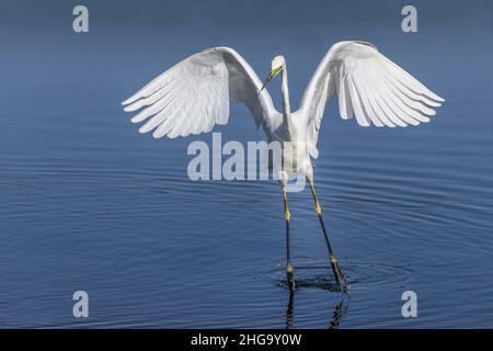Groupe de Spatules blanches en vol, baie de somme Banque D'Images