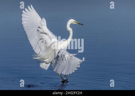 oiseaux , cheval Henson, bovins des Highlands, Saint Firmin les Crotoy, Aigrette garzette, Grande aigrette, Spatule, Cygne Banque D'Images