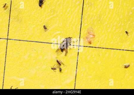 Insectes collés à des pièges jaunes collants utilisés pour surveiller l'émergence de parasites Banque D'Images