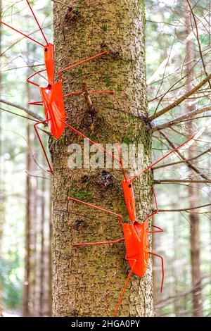 Pelle Bugs sur un tronc d'arbre sur le sentier de forêt à forêt dans la forêt de Dean à Beechenhurst Lodge près de Coleford, Gloucestershire.UK Banque D'Images