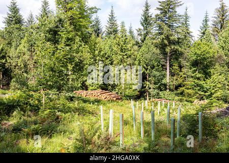 Arbres matures, bois d'abattage et replantation dans la forêt de Dean près de Beechenhurst Lodge, Coleford, Gloucestershire.UK Banque D'Images