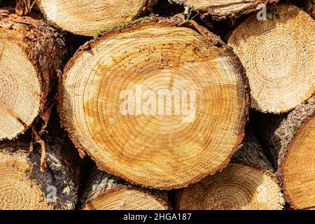 Des anneaux de date concentriques sur un bois de résineux scié dans la forêt de Dean près de Cannop, Coleford, Gloucestershire.UK Banque D'Images