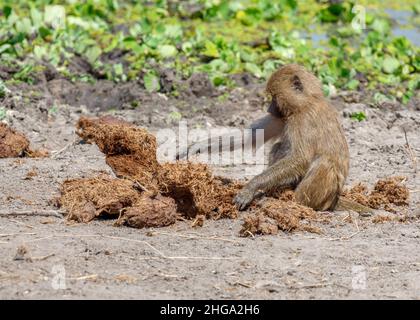 Babouin d'olivier juvénile (Papio anubis) à la recherche de semences et d'insectes dans le parc national de Tarangire, en Tanzanie, en Afrique Banque D'Images