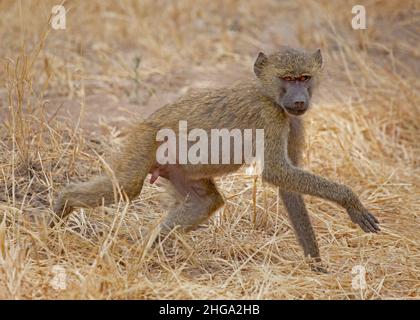 Babouin d'olivier juvénile (Papio anubis) marchant dans l'herbe, Parc national de Tarangire; Tanzanie; Afrique Banque D'Images