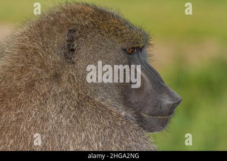 Portrait adulte de babouin d'Olive (Papio anubis), Parc national de Tarangire, Tanzanie, Afrique Banque D'Images