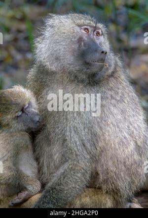 Babouin d'olivier féminin (Papio anubis) qui allaite son bébé, parc national du lac Manyara, Tanzanie, Afrique. Banque D'Images