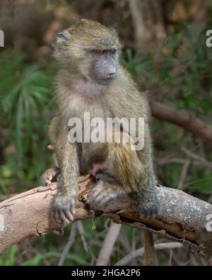 Babouin d'olivier juvénile (Papio anubis) assis sur une branche d'arbre, parc national du lac Manyara, Tanzanie, Afrique Banque D'Images