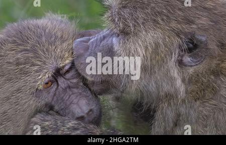 Babouin d'olive mâle (Papio anubis) embrassant une femelle dans le cratère de Ngorongoro, Tanzanie, Afrique. Banque D'Images