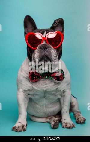 Charmant chien Bulldog français portant des lunettes de soleil à coeur rouge et noeud papillon sur fond bleu Banque D'Images