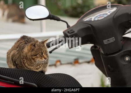 Un chat tricolore semble calmement et se repose calmement sur le vélo lors d'une chaude journée d'été Banque D'Images