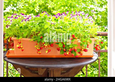 Beaucoup de fraises rouges mûres dans une boîte de jardinière sur une table de balcon, pansies en arrière-plan, appartement ou conteneur de jardinage concept. Banque D'Images