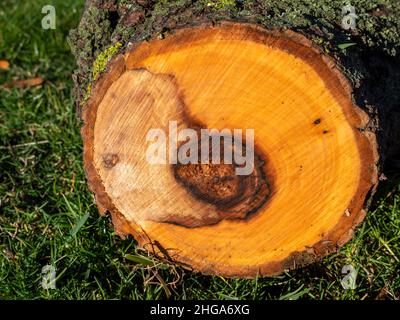 Coupe transversale d'un arbre malade Banque D'Images