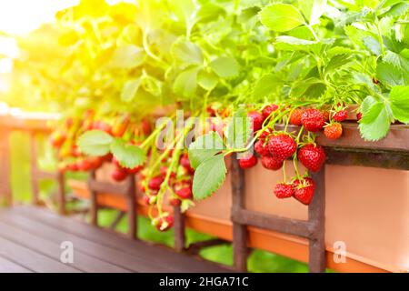 Plantes de fraise avec beaucoup de fraises rouges mûres dans un balcon balustrade jardinière, appartement ou conteneur concept de jardinage. Banque D'Images