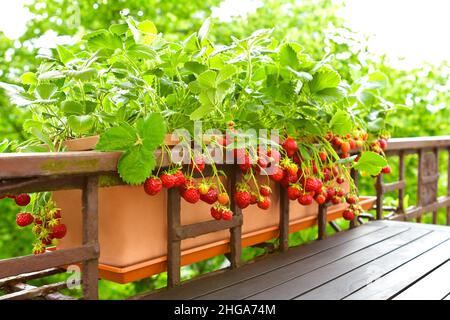 Plantes de fraise avec beaucoup de fraises rouges mûres dans un balcon balustrade jardinier, appartement ou concept de jardinage urbain. Banque D'Images