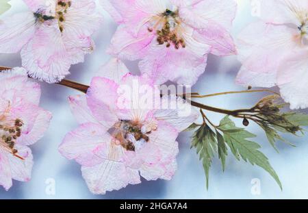 Fleurs roses sèches de cerise japonaise, gros plan, décoration naturelle photo d'arrière-plan Banque D'Images