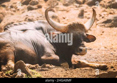 Goa, Inde. Gaur Bull, Bos Gaurus ou Indian Bison reposant sur le sol. C'est la plus grande espèce parmi les bovins sauvages. En Malaisie, on l'appelle Banque D'Images