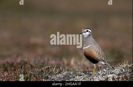 Dotterel eurasien, Charadrius morinellus dans le plumage de reproduction Banque D'Images