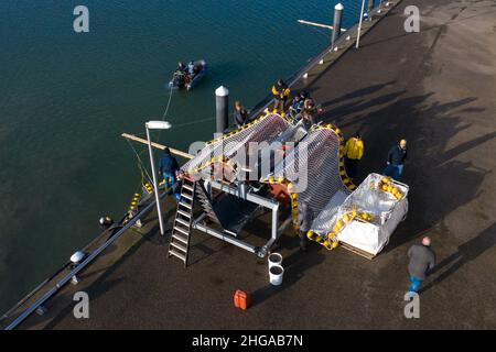 Les employés de la compagnie d'algues préparent leurs filets avec des semences d'algues dans le port de Scheveningen. Banque D'Images