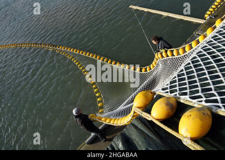 Les employés de la compagnie d'algues préparent leurs filets avec des semences d'algues dans le port de Scheveningen. Banque D'Images