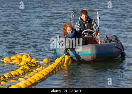 Les employés de la compagnie d'algues préparent leurs filets avec des semences d'algues dans le port de Scheveningen. Banque D'Images