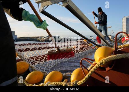 Les employés de la compagnie d'algues préparent leurs filets avec des semences d'algues dans le port de Scheveningen. Banque D'Images