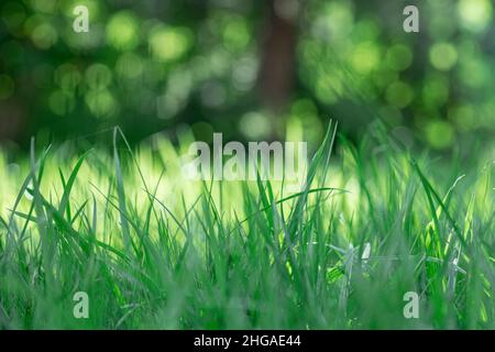 Herbe sauvage vert foncé tendre et concentrée recouverte d'ombres d'arbres dans la forêt.Arrière-plan incroyable plein de couleur verte floue.Respect de l'environnement Banque D'Images