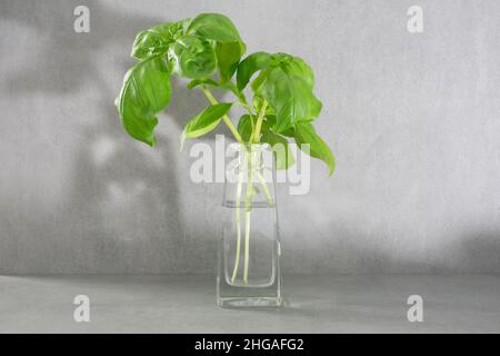 Basilic frais dans un vase en verre, ingrédient pour la cuisine italienne, minimaliste en face d'un mur en béton gris d'une cuisine moderne avec lumière du jour Banque D'Images