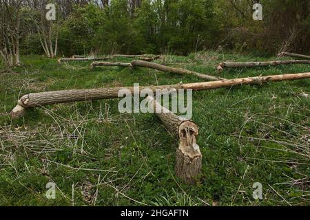 Arbres coupés par des castors à la rivière Leitha près de Neufeld an der Leitha,Autriche,Europe Banque D'Images