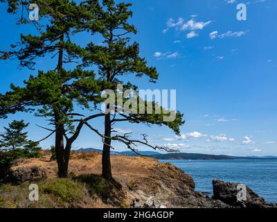 WA21141-00...WASHINGTON - arbres sur un promontoire rocheux au Reuben Tarte Memorial Park sur le canal de San Juan, le long du côté nord-est de l'île de San Juan. Banque D'Images