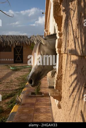 Cheval arabe dans la ferme d'Alhazm Stud, province de Najran, Khubash, Arabie Saoudite Banque D'Images