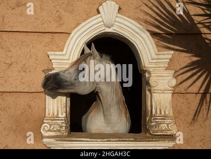 Cheval arabe dans la ferme d'Alhazm Stud, province de Najran, Khubash, Arabie Saoudite Banque D'Images