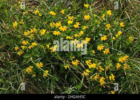 Cerfs-nageeux vetch sur une prairie alpine à Oetscher en Autriche, en Europe Banque D'Images