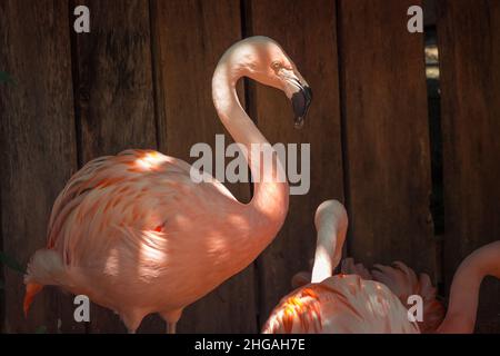 Flamants se cachant à l'ombre lors d'une journée d'été au zoo Banque D'Images