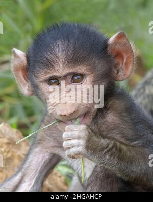 Baby-babouin d'olive (Papio anubis) en dégustant une lame d'herbe dans le cratère de Ngorongoro, Tanzanie, Afrique Banque D'Images