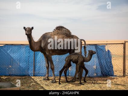 Ferme de chameaux dans le désert de RUB al Kali, province de Najran, Thar, Arabie Saoudite Banque D'Images