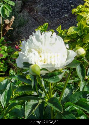 Gros plan sur des fleurs de pivoine blanches romantiques dans un jardin naturel Banque D'Images