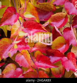 Super-réducteur japonais - Parthenocissus tricuspidata cultivé comme un grimpeur ornemental usine Banque D'Images