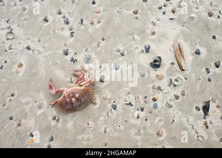Crabe vert européen mort (Carcinus maenas) entre les coquilles de moules sur la plage, Langeoog, Basse-Saxe, Allemagne Banque D'Images